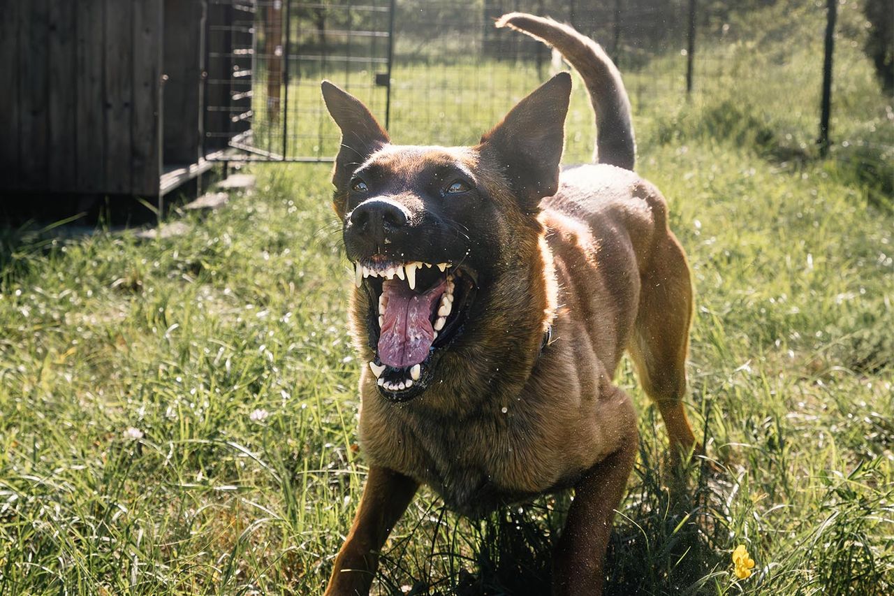 A generic photo of a Belgian ShepherdCredit: Getty