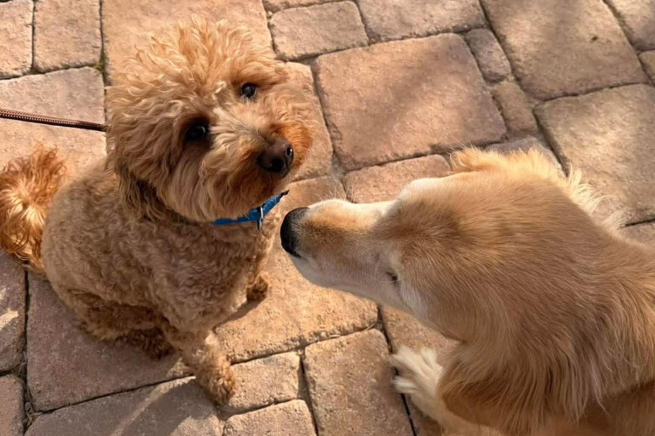 Two dogs on a paved patio one looking up and the other facing it JetBlue the dog retriever rescuel LV