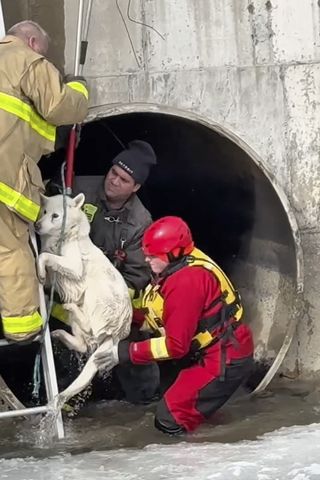 Dog rescued from icy Detroit River Dog rescue in Detroit River Detroit Fire Department/Facebook
