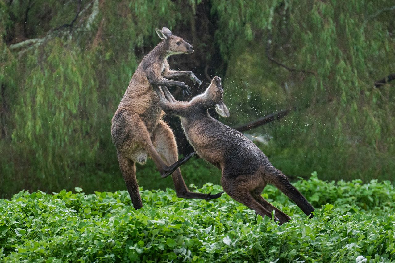 Western grey kangaroo fight in Western Australia Getty