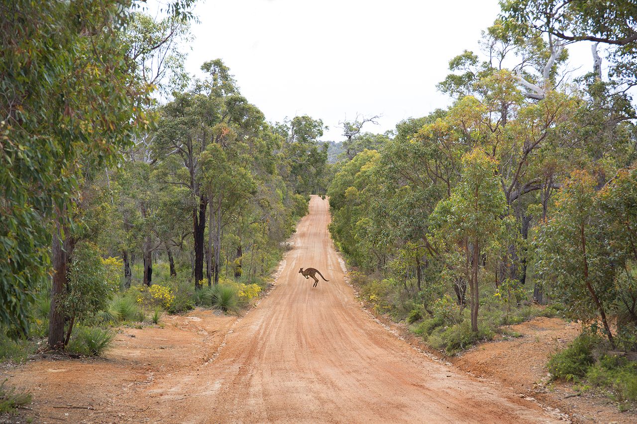 Australia, Western Australia, 10/10/2017 South of Perth city on bush road.single kangaroo crossing fram road Getty