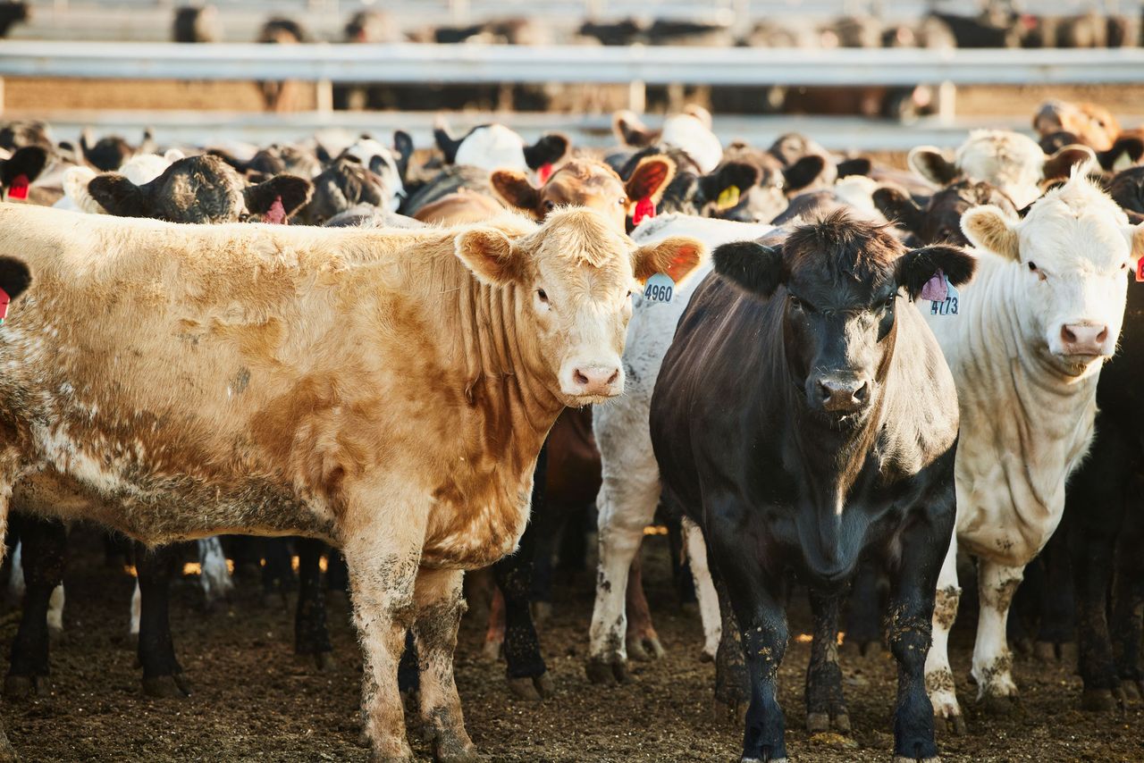 Cattle (stock image). getty