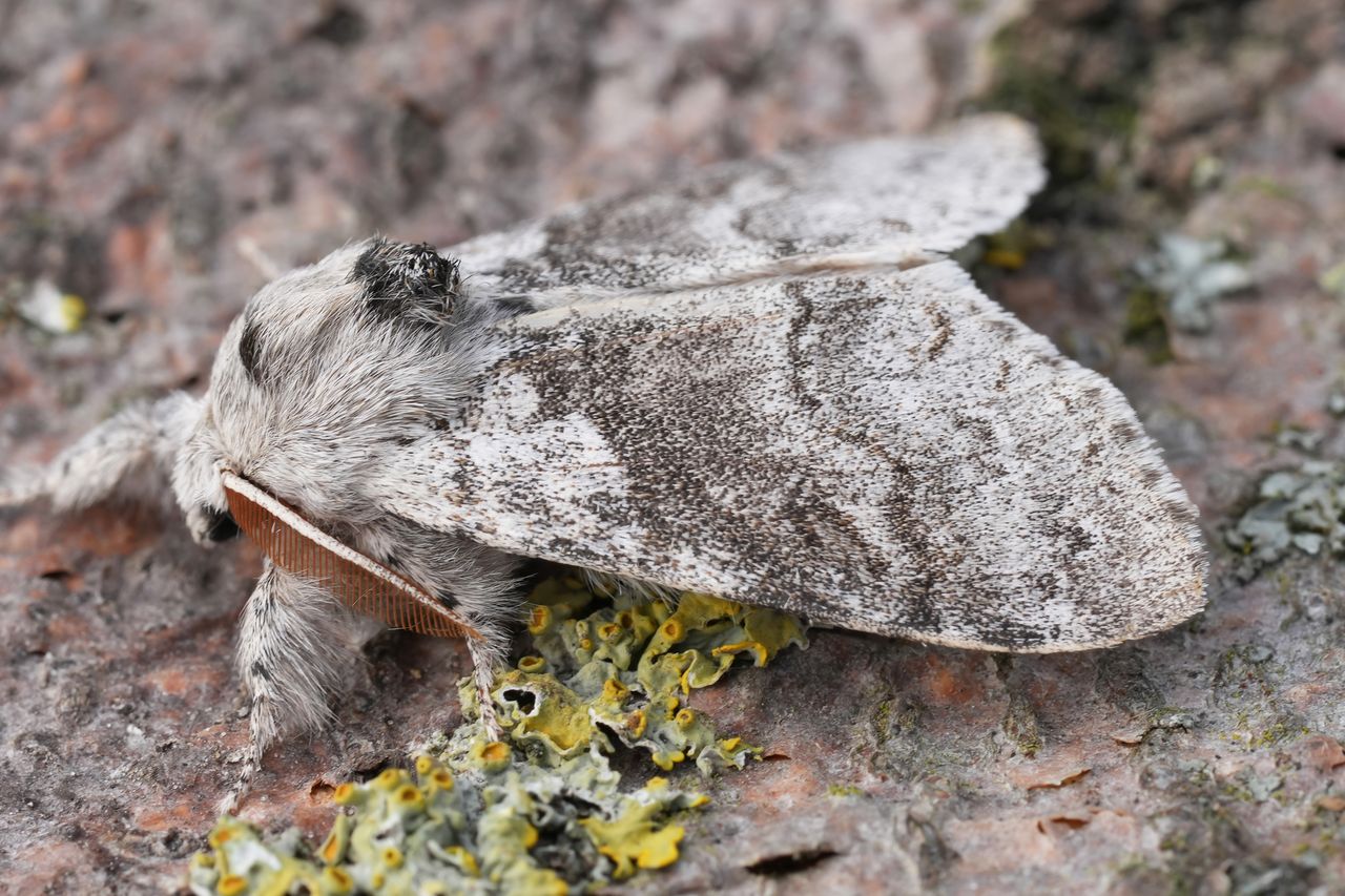 After entering their cocoons, tussock moth caterpillars emerge as tussock mothsCredit: Getty