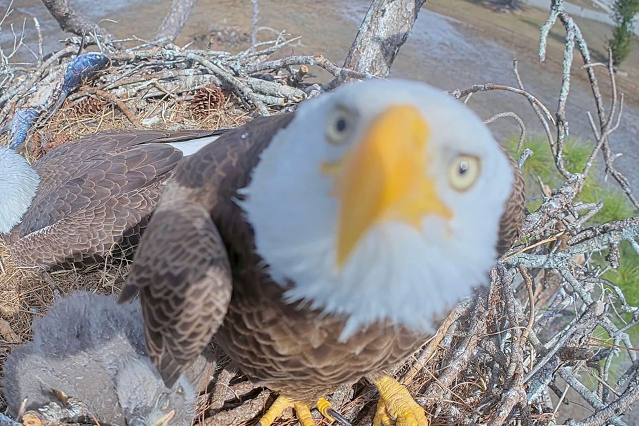 Bald eagle F23Credit: Southwest Florida Eagle Cam