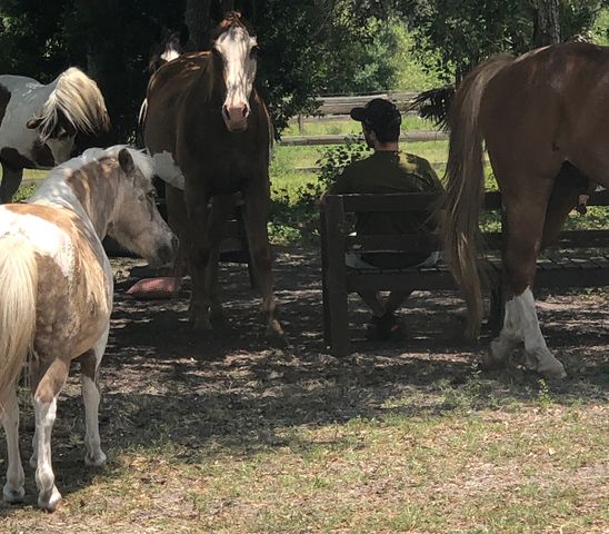 Gail Doxie The Doxies' horsesCredit: Gail Doxie/Miles Ranch