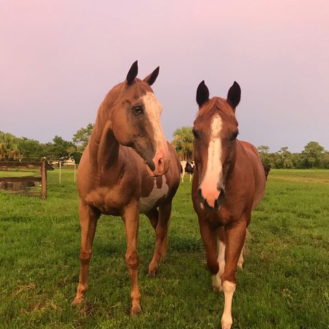 Gail Doxie The Doxies' horsesCredit: Gail Doxie/Miles Ranch