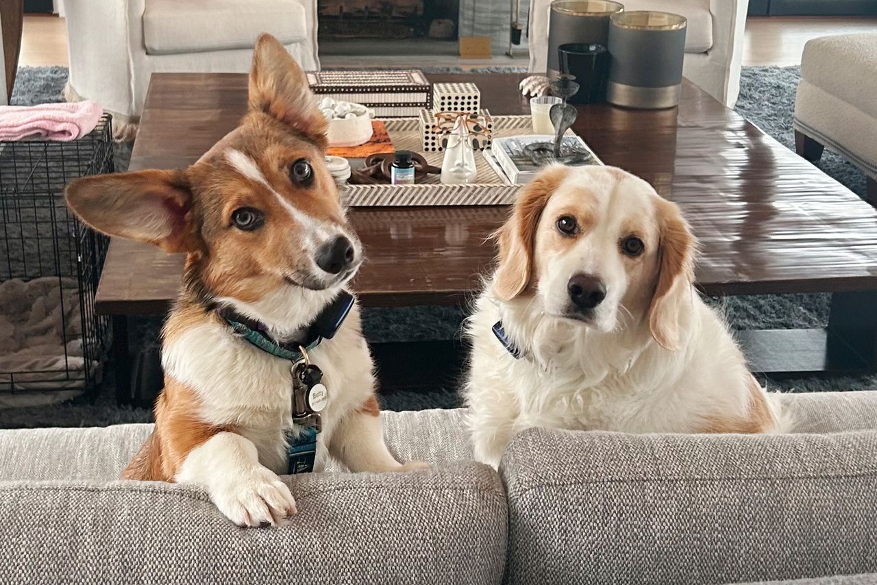 Spencer's dogs Betty and RivaCredit: Courtesy Lara Spencer