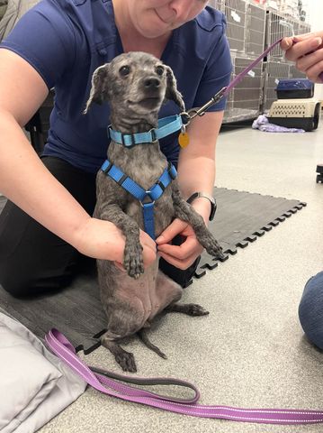 Gracie Mae trying on a harnessCredit: Ruff Start Rescue