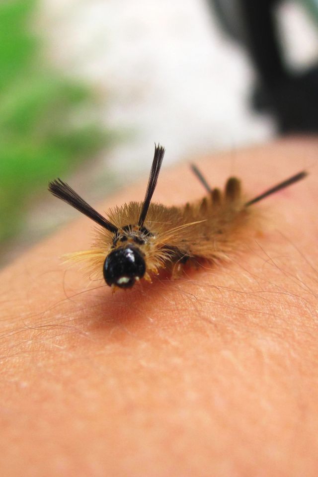 A tussock moth caterpillarCredit: Getty