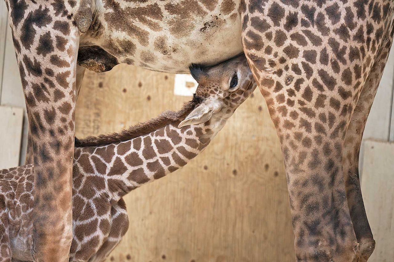 Baby Giraffe Born at Ohio Zoo The male Masai giraffe calf bonding with mom Zuri at the Columbus Zoo and Aquarium in March 2026.Credit: Grahm S. Jones, Columbus Zoo and Aquarium