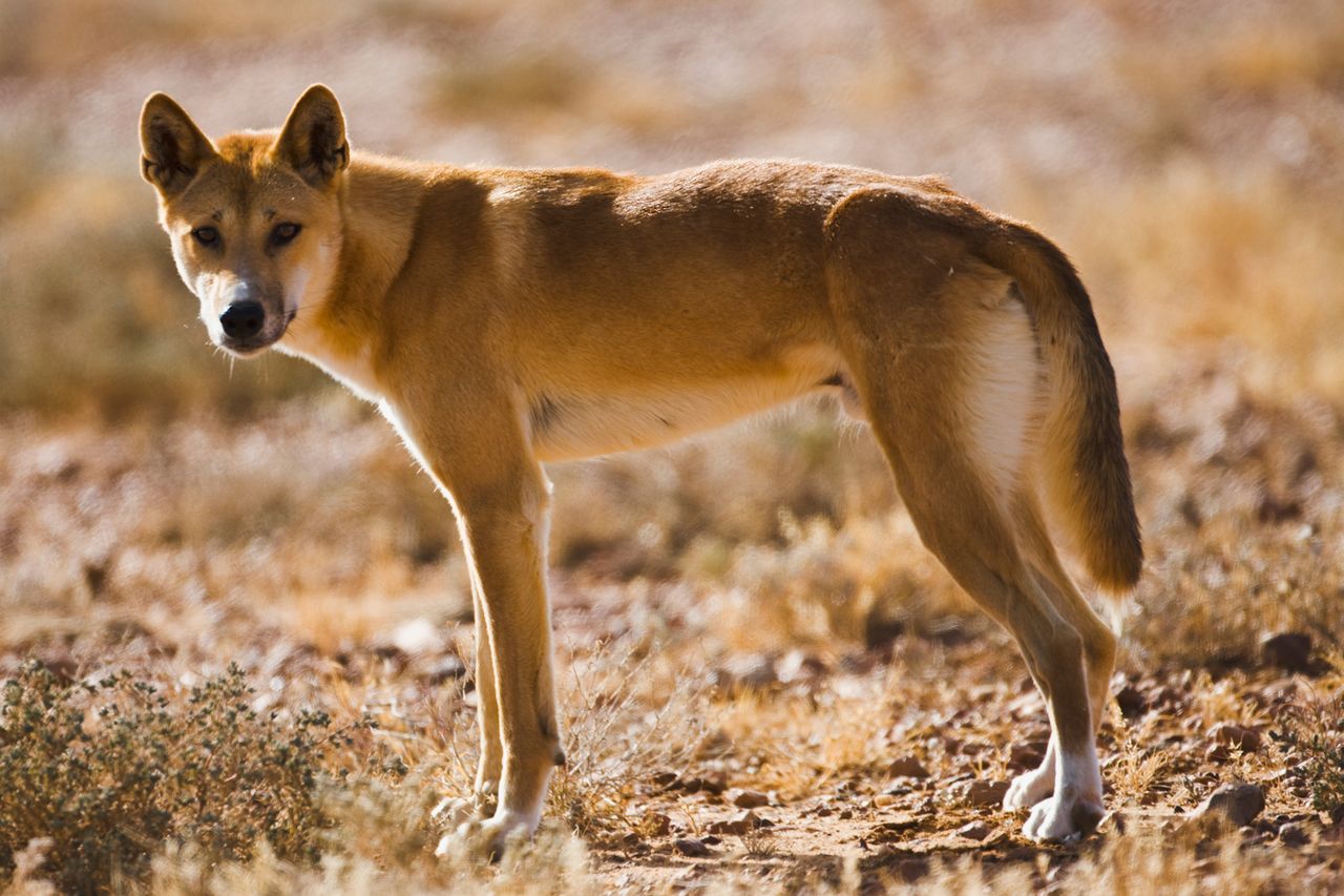 A stock photo of a dingoCredit: Getty