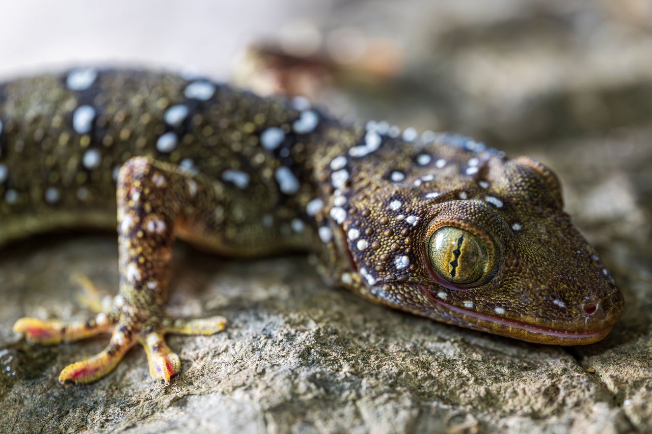 One of the newly discovered gecko species found in Cambodia's vast collection of limestone cavesCredit: Phyroum Chourn / Fauna & Flora