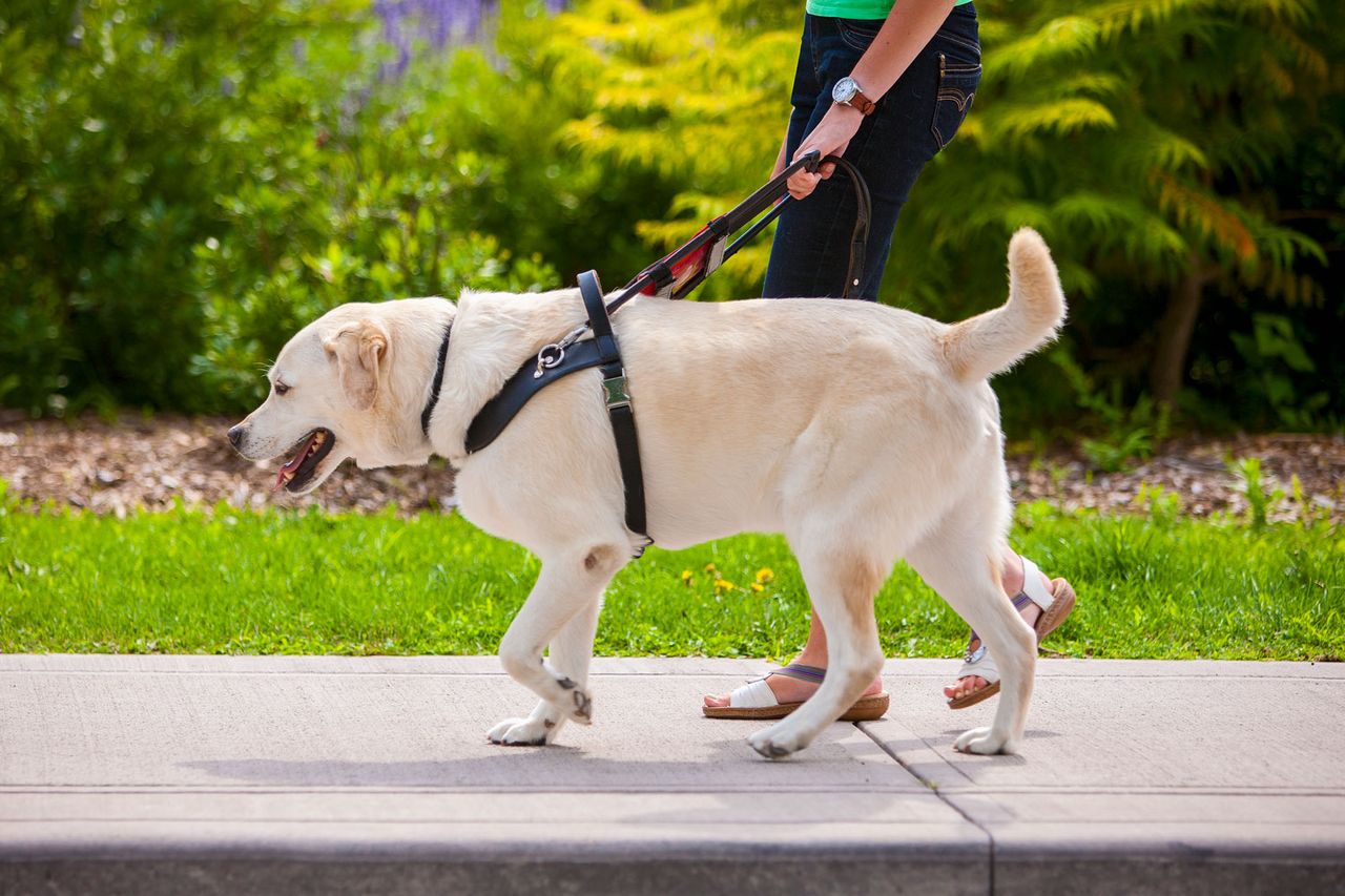 A guide dog (stock image).Credit: Getty