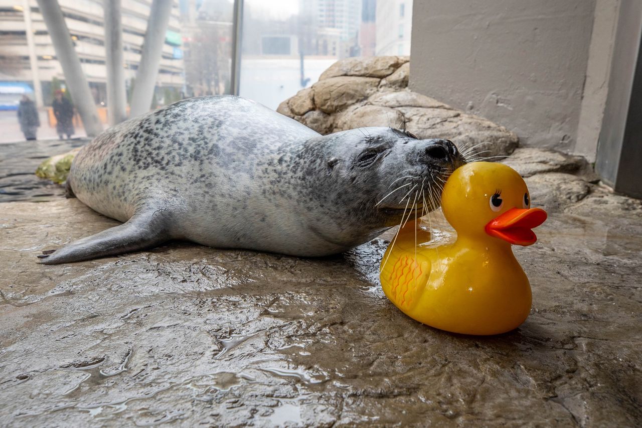 A harbor seal resting near a yellow rubber duck on a wet surface Reggae the harbor seal with one of his rubber ducks.Credit: New England Aquarium