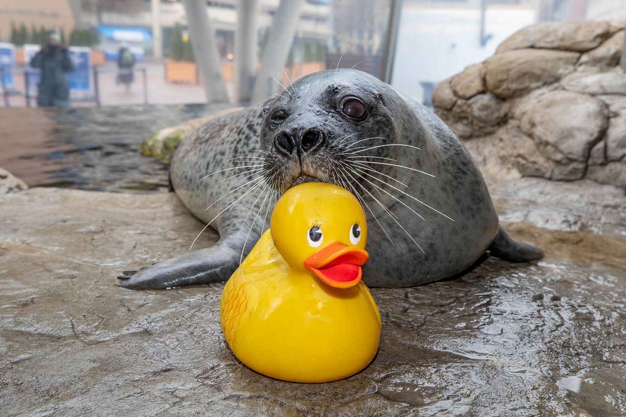 Seal resting with a rubber duck on a rock surface Reggae is 33 years old and was born at the New England Aquarium.Credit: New England Aquarium