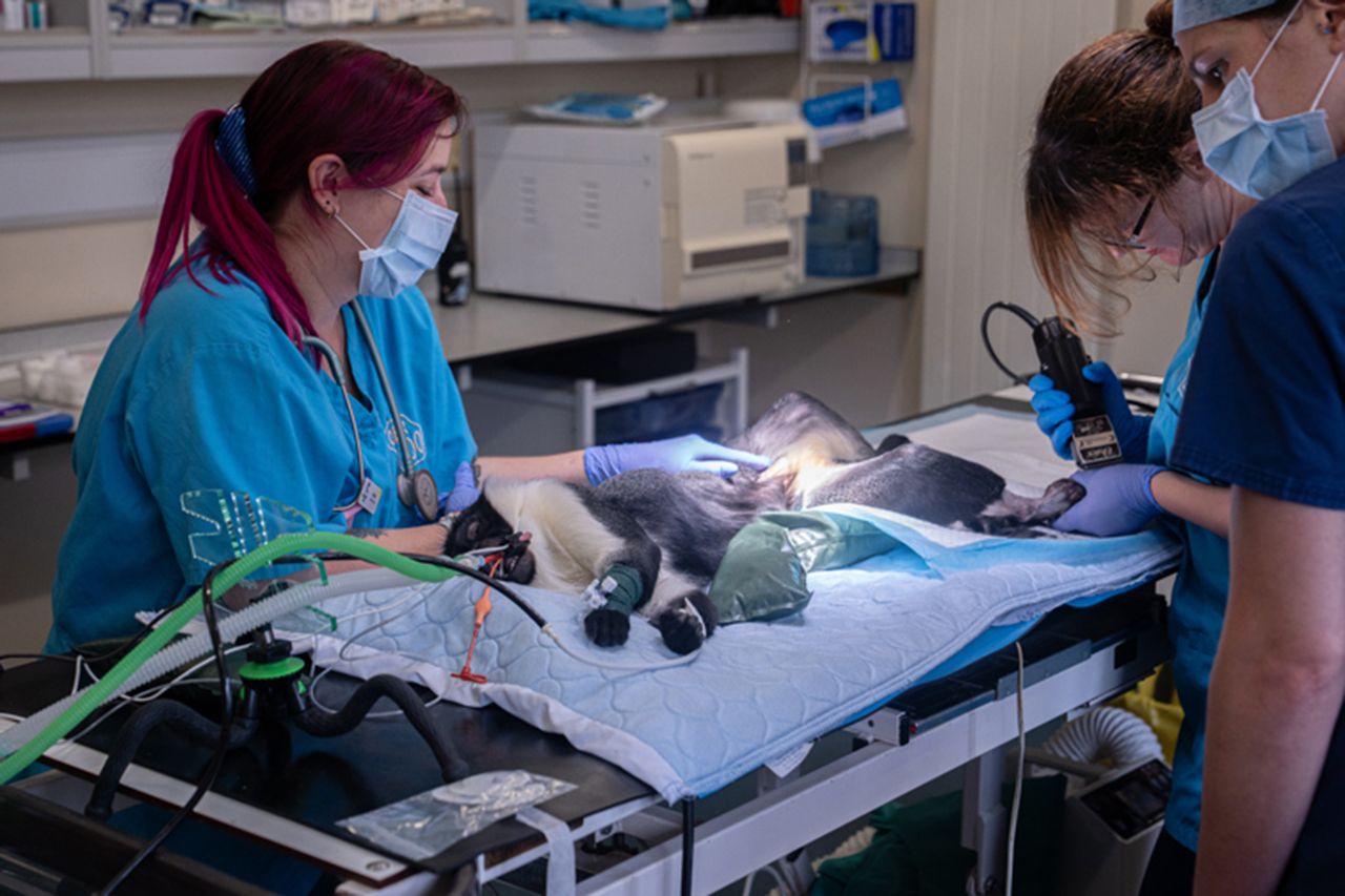 Masaya the roloway monkey during her surgeryCredit: Chester Zoo