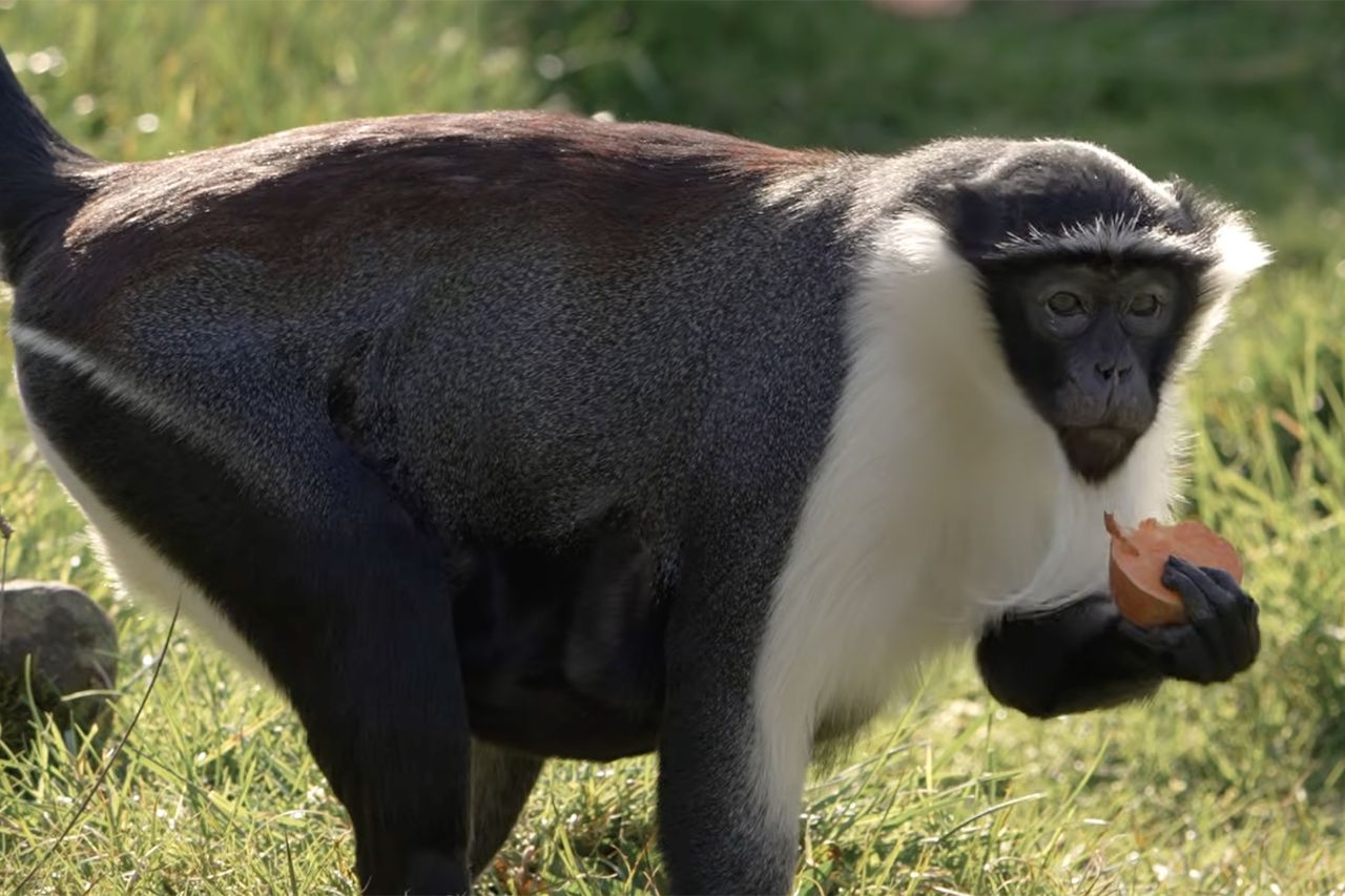 Masaya is comfortably on the road to recovery at Chester ZooCredit: Chester Zoo