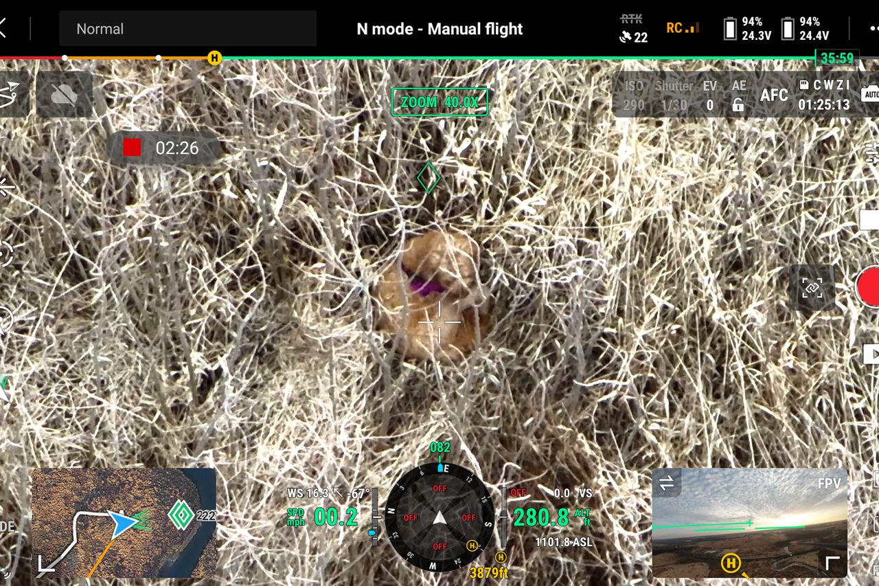 Mia, the lost goldendoodle, as seen by a drone searching for the missing dogCredit: Mike Smith of SmithicAir