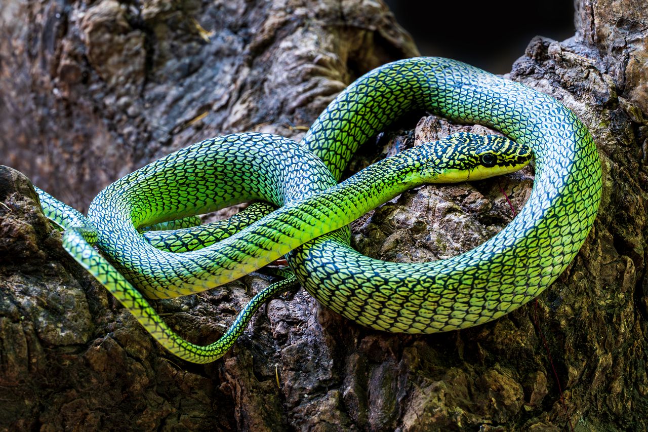 An ornate flying snake species discovered in northwestern CambodiaCredit: Phyroum Chourn / Fauna & Flora