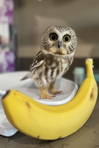 The tiny saw-wet owl next to a bananaCredit: Newhouse Wildlife Rescue/Facebook