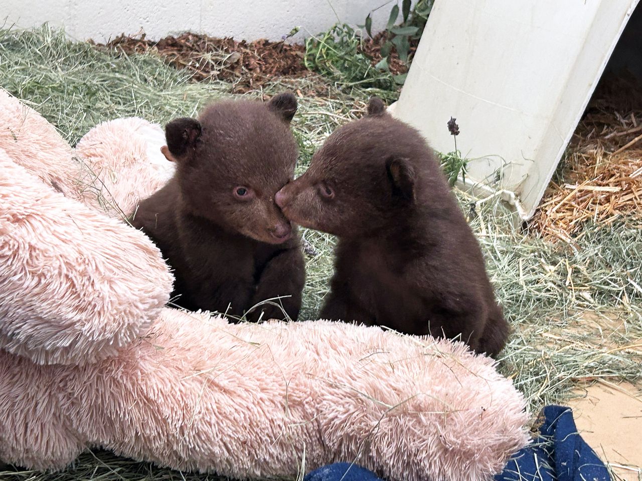 The twin bears in their new enclosure at the Ramona Wildlife CenterCredit: Courtesy San Diego Humane Society