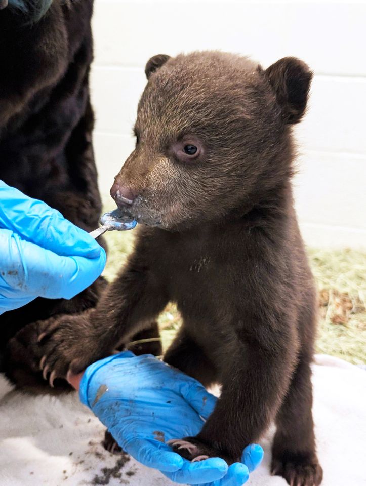 A bear cub being spoon-fed by a staffer at the Ramona Wildlife CenterCredit: Courtesy San Diego Humane Society