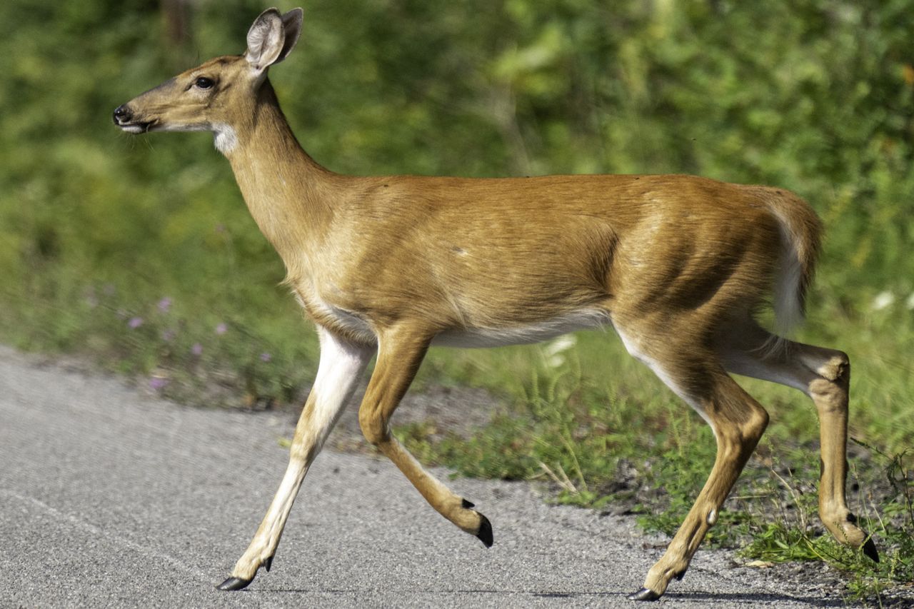 Deer (stock)Credit: Getty