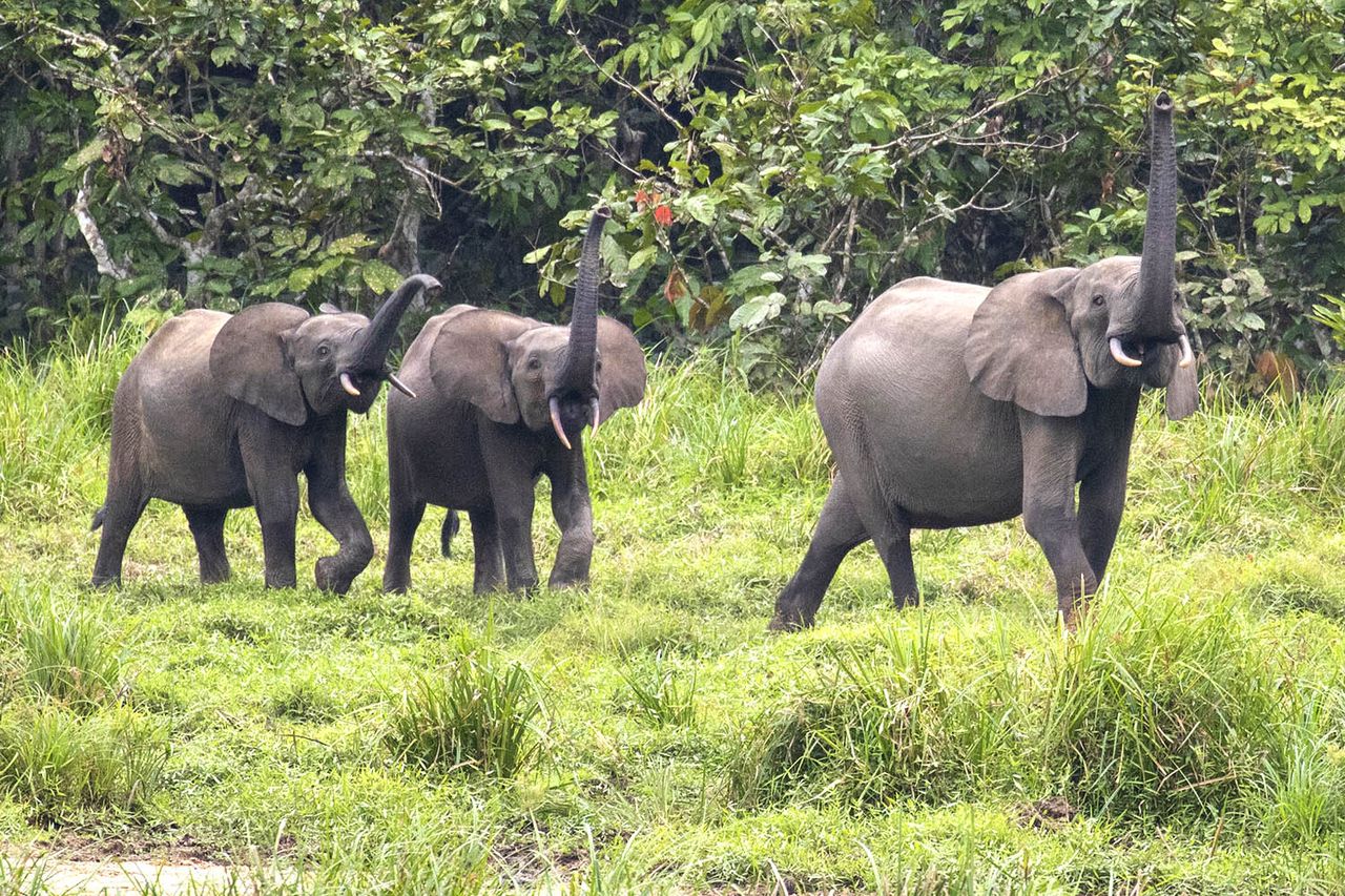 Elephants in Gabon (stock image)Credit: Getty