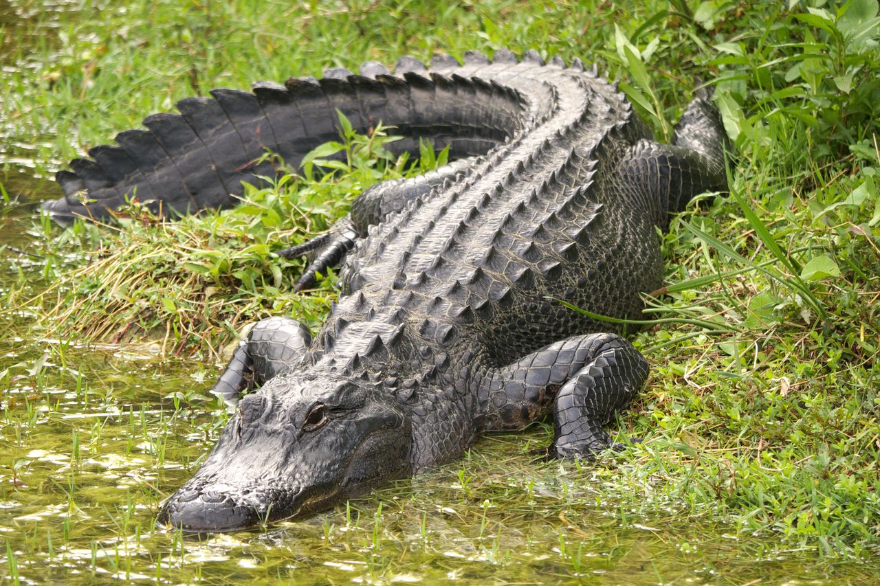 Alligator at Big Cypress National Preserve in FloridaCredit: Getty