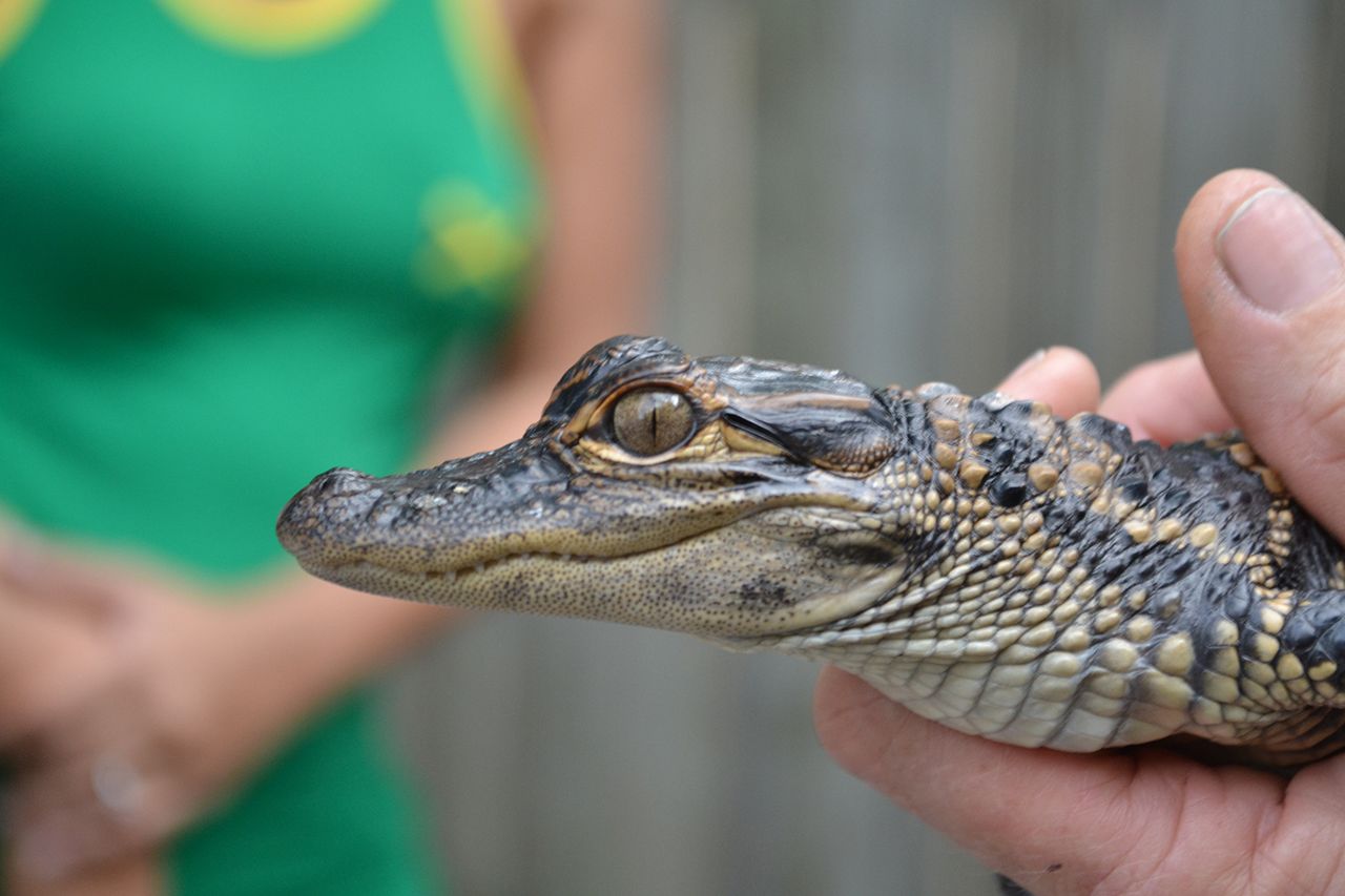 Person holding a baby alligator.Credit: getty