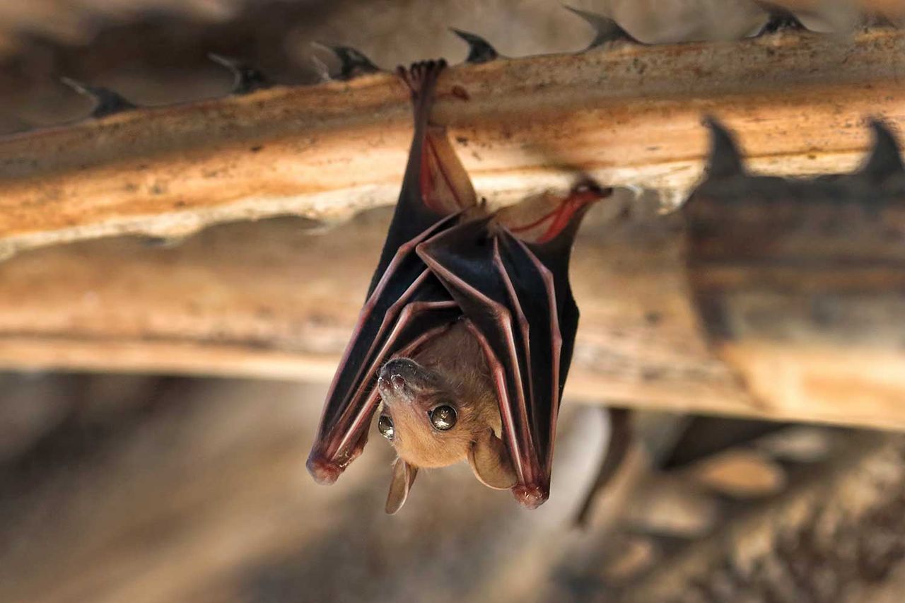 Small bat hanging on the tree Stock image of a small batCredit: Getty