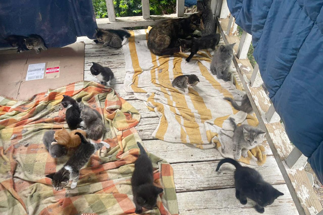 Multiple rescues stepped in to help find homes for the catsCredit: Humane Society of Dickson County/Facebook