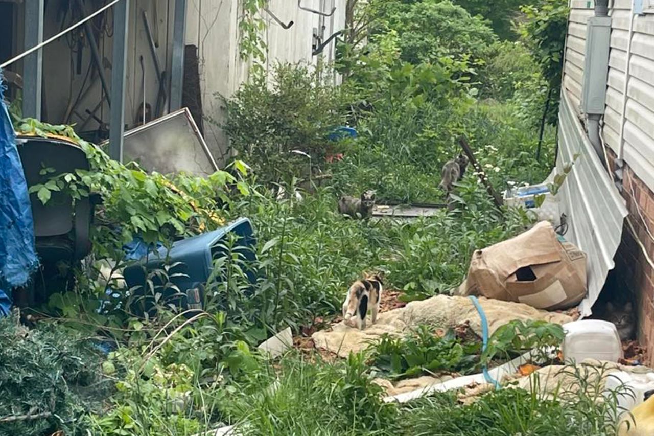 130 cats, including 62 kittens, were rescued from the propertyCredit: Humane Society of Dickson County/Facebook