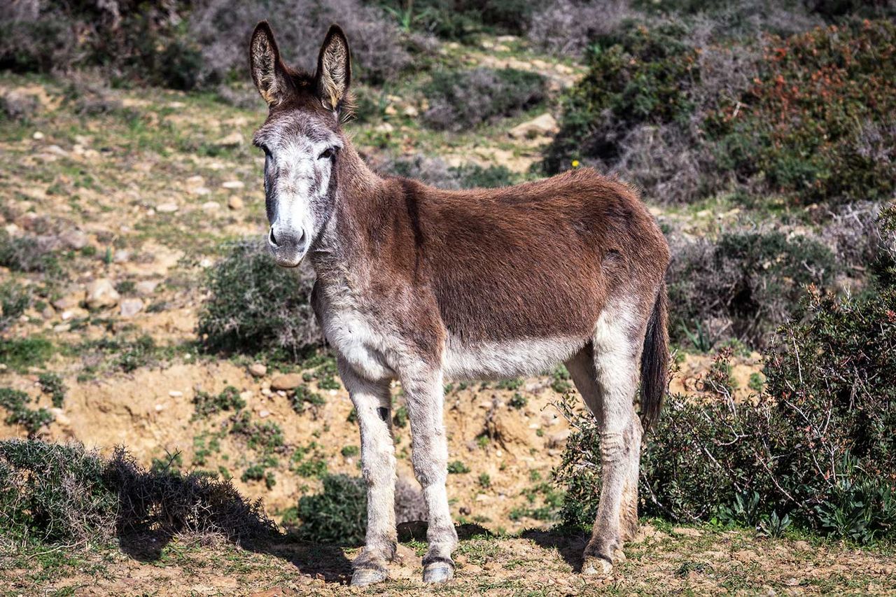 A donkey standing in an outdoor setting with vegetation in the backgroundCredit: Getty