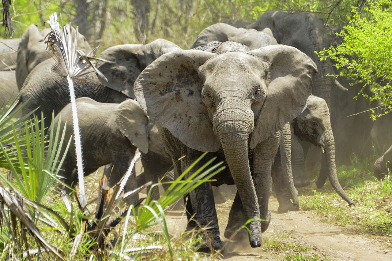 Elephant herd in Mozambique (stock image)Credit: Getty