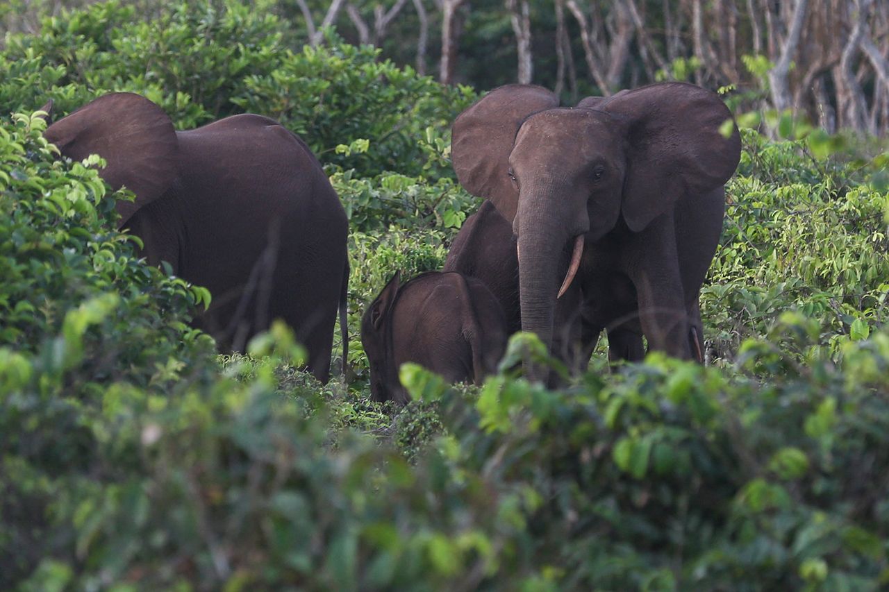 Elephants in GabonCredit: STEEVE JORDAN/AFP via Getty