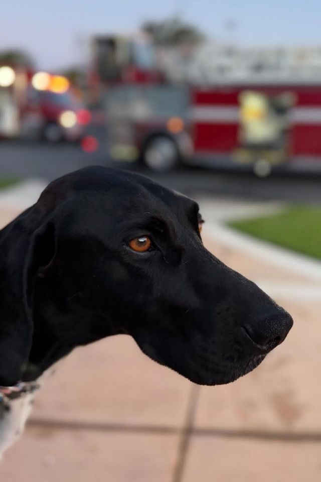 Fillmore saved his family from a California house fireCredit: ocfireauthority/Instagram