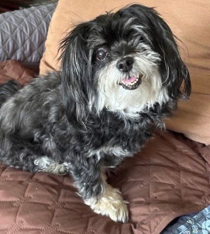 Sharon and Tracy's dog, Zoey, which they lost in the fire. Zoey the dog.Credit: GoFundMe