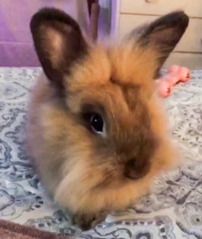 Sharon and Tracy's rabbit, Nutter Butter, which they lost in the fire. Nutter Butter the rabbit.Credit: GoFundMe