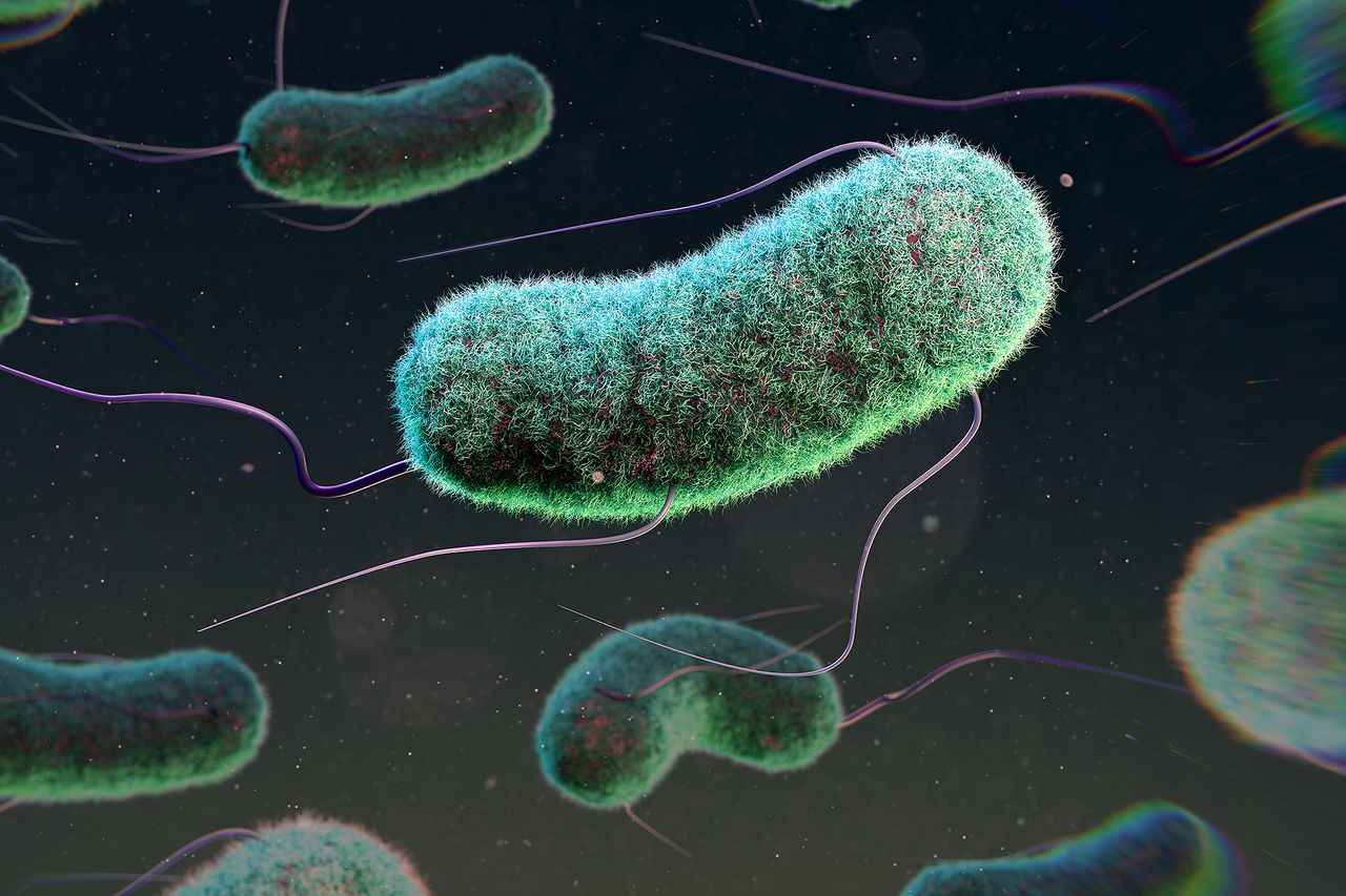 A stock photo of E. coli bacteriaCredit: Getty