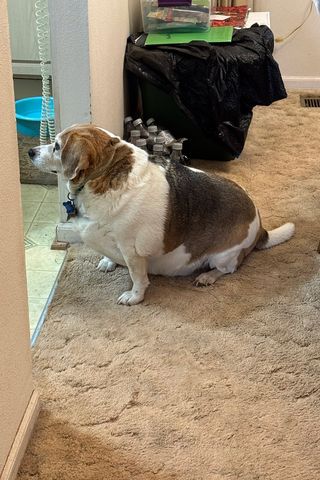 Boomer the beagle beforeCredit: Seafood Clowder