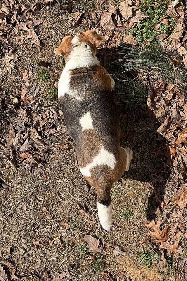 Boomer the beagle recentlyCredit: Seafood Clowder