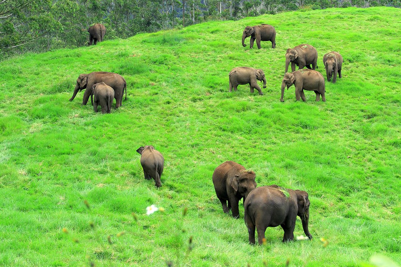 Wild elephants in Kerala, IndiaCredit: Getty
