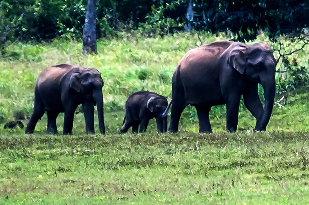 Wild elephants in Kerala, IndiaCredit: Getty