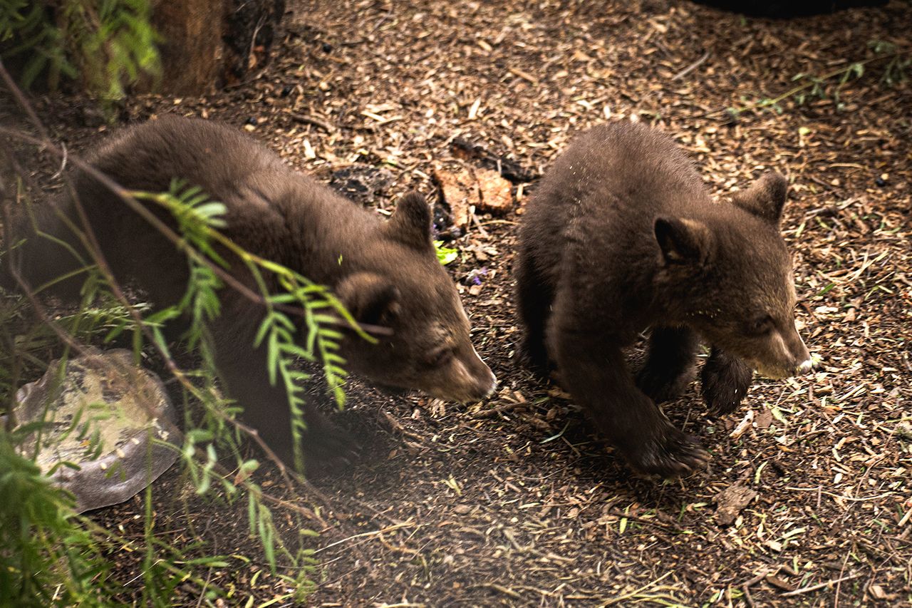 Twin bear cubs in their outdoor habitat.Credit: San Diego Humane Society