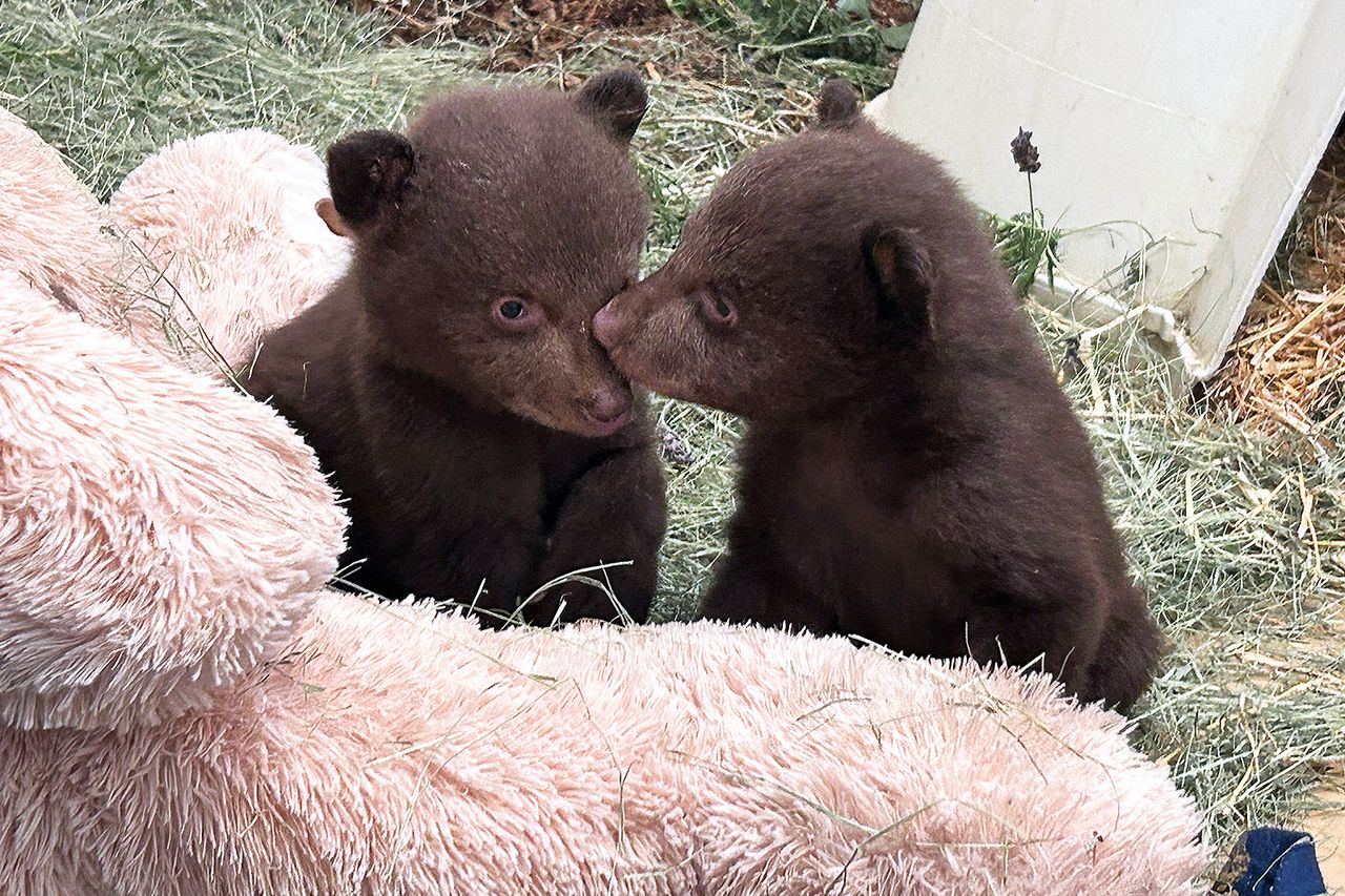 Twin bear cubs in their indoor habitat.Credit: San Diego Humane Society