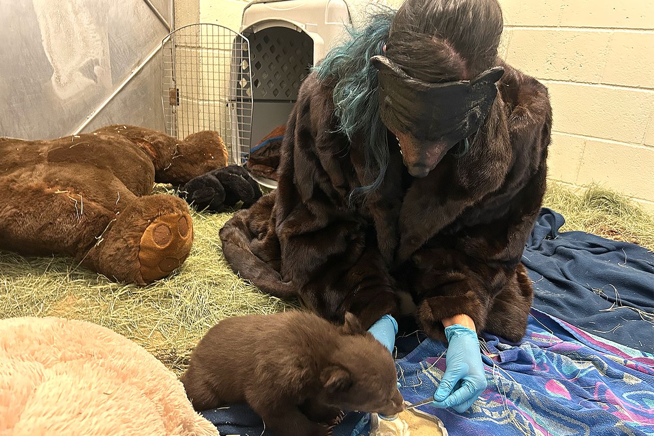 San Diego Humane Society staff feeding the twin bear cubs.Credit: San Diego Humane Society