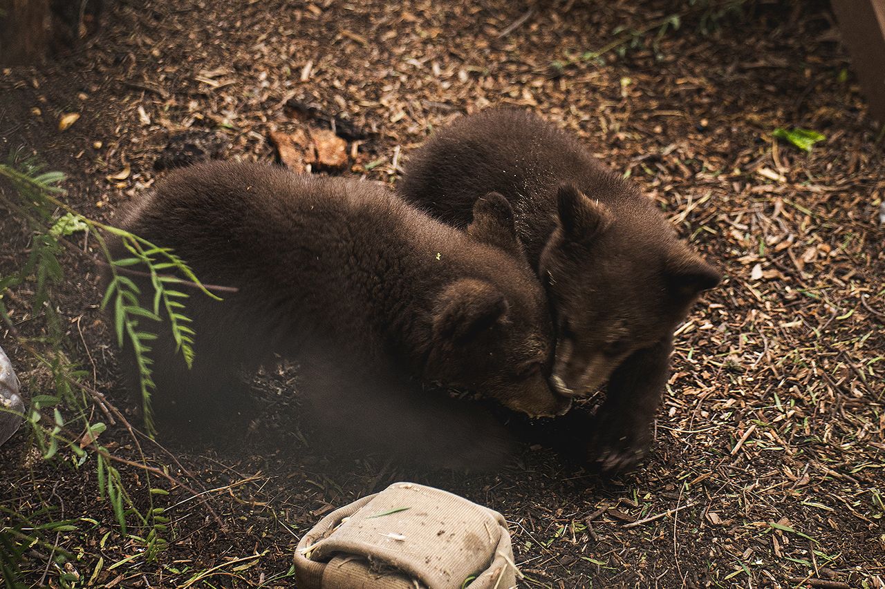 Twin bear cubs in their outdoor habitat.Credit: San Diego Humane Society