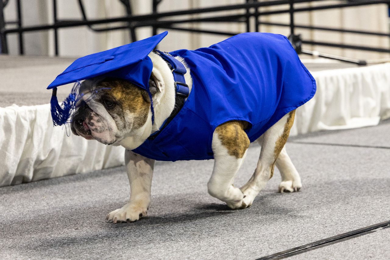 Griff II in his graduation cap and gownCredit: Drake University