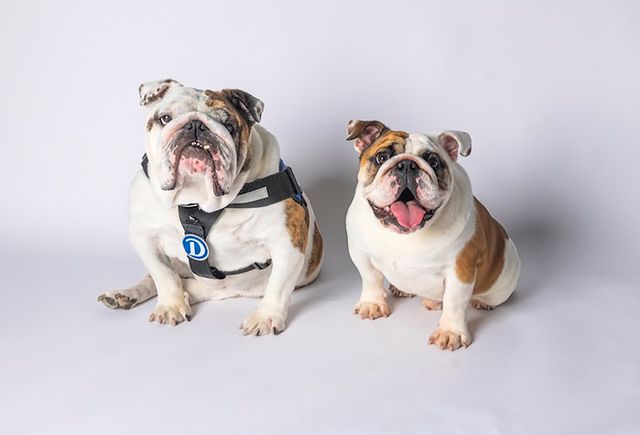 Griff II with his successor Griff IIICredit: Drake University